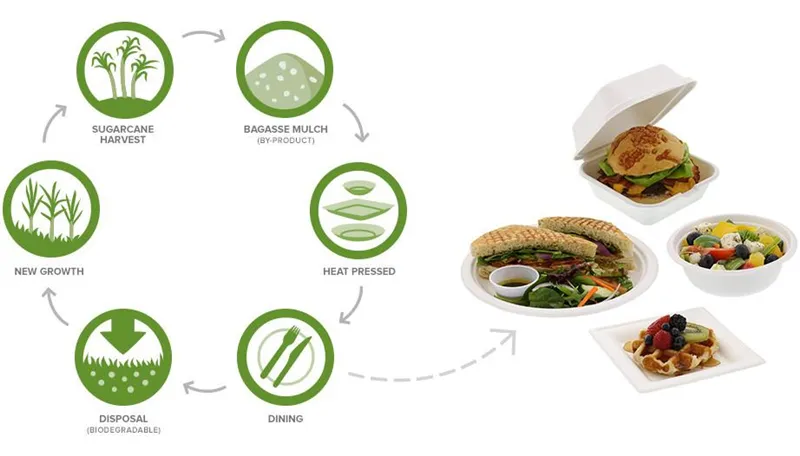 Large scale manufacturing of eco-friendly sugarcane pulp food containers