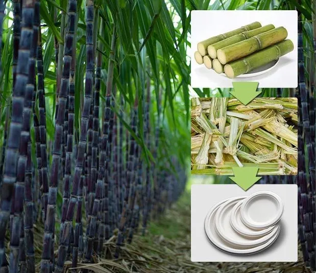 Sugarcane Bagasse Plate holding heavy food items securely without bending or leaking oils